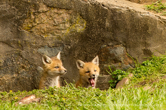 foxes2013_0007_1