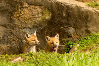 foxes2013_0007