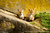 foxes2013_0034_1