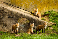 foxes2013_0050_1