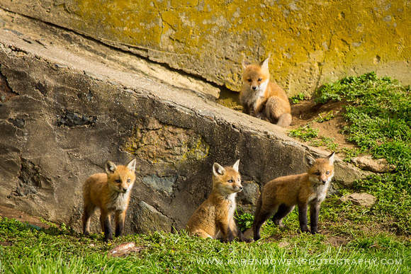 foxes2013_0050_1