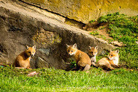 foxes2013_0075_1