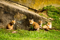 foxes2013_0075