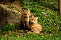 foxes2013_0095_1