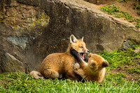 foxes2013_0123_1