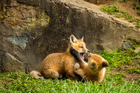foxes2013_0123