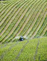 chianticlassico