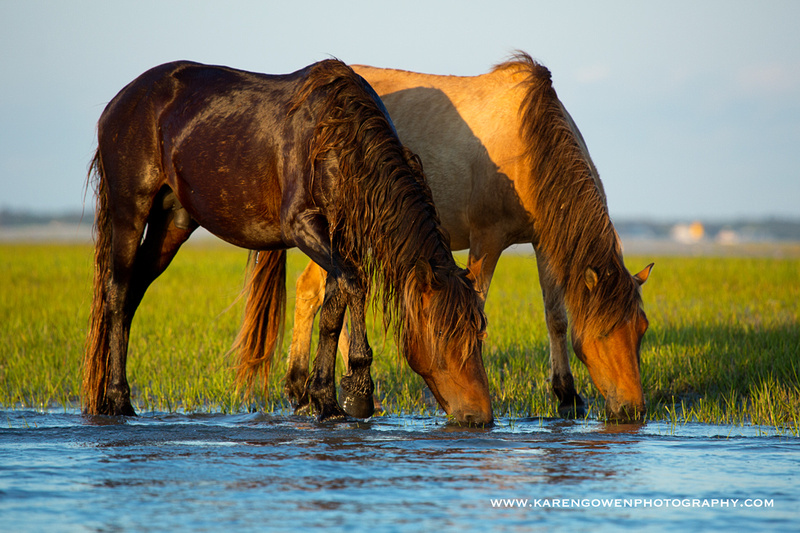 Karen Gowen Photography | The Wild Horses of Beaufort, NC